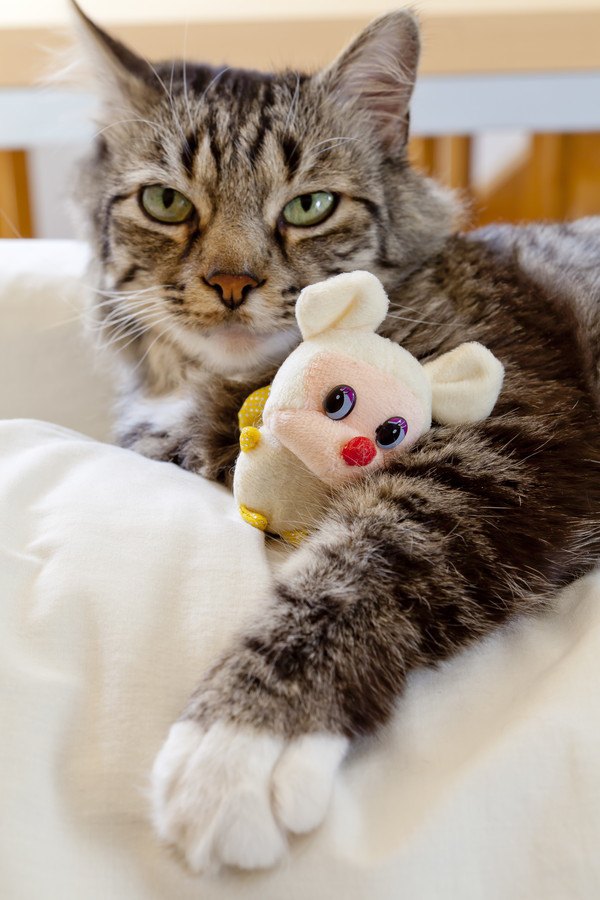 おもちゃを持つ猫