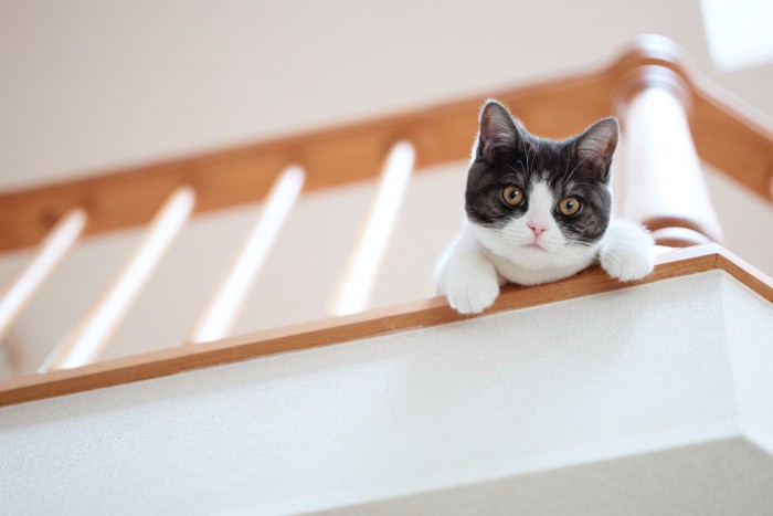 階段から身を乗り出す猫