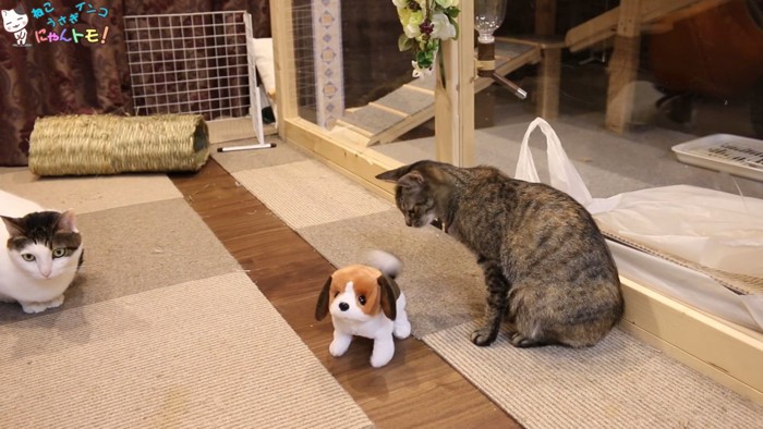 犬型のおもちゃを見つめるキジトラ猫