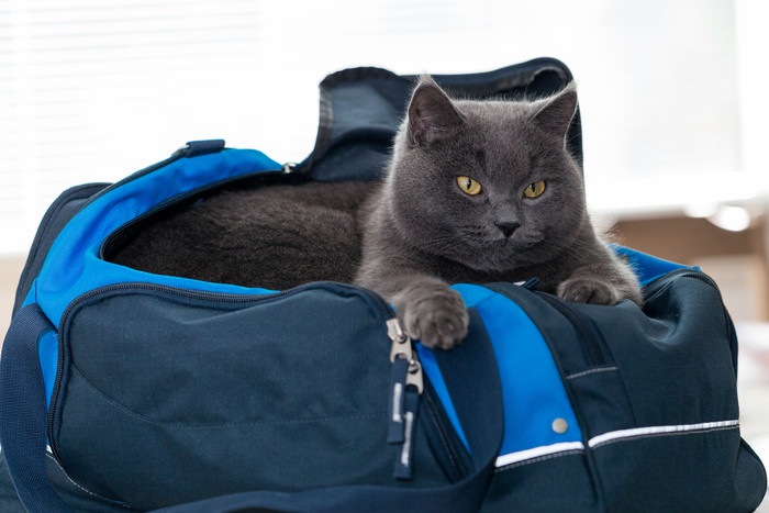 バッグの中にいる猫