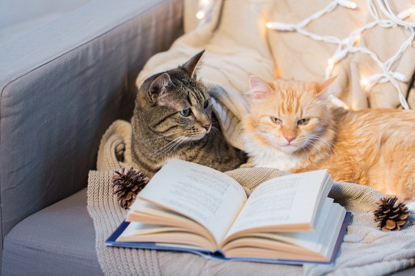 本と二匹の猫