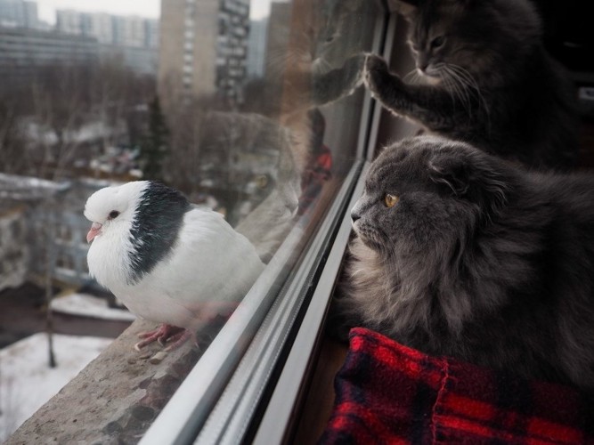 外の鳥を見る猫