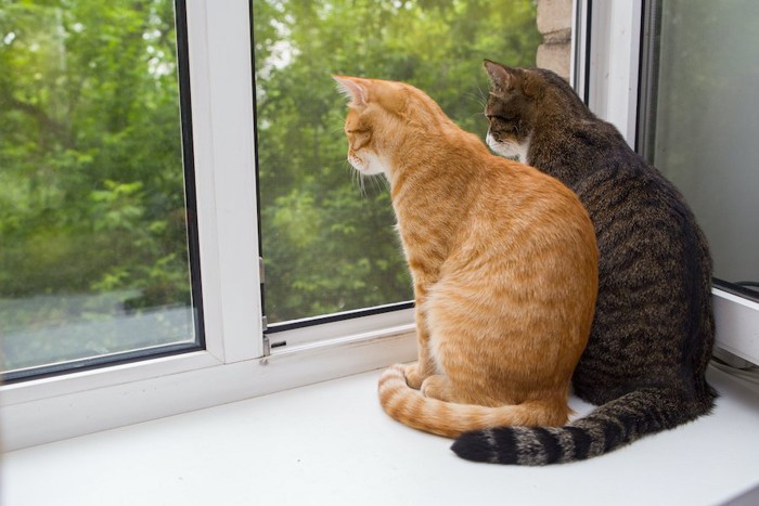 並んで窓辺に座って外を見る二匹の猫