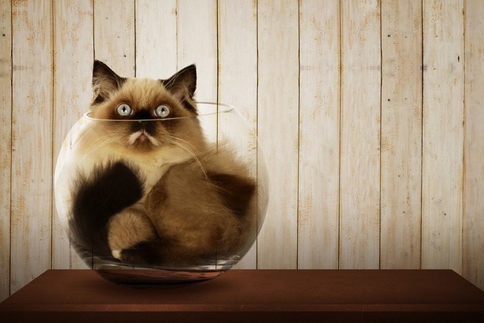 金魚鉢の中にハマってしまった猫