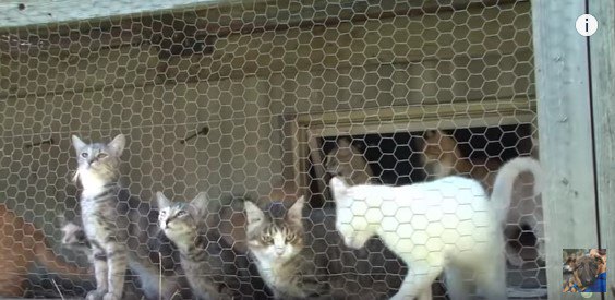 金網のそばに集まる猫