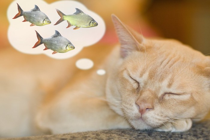 目を閉じて魚を考えている猫