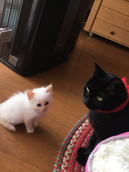 黒猫に教わる白猫の子猫