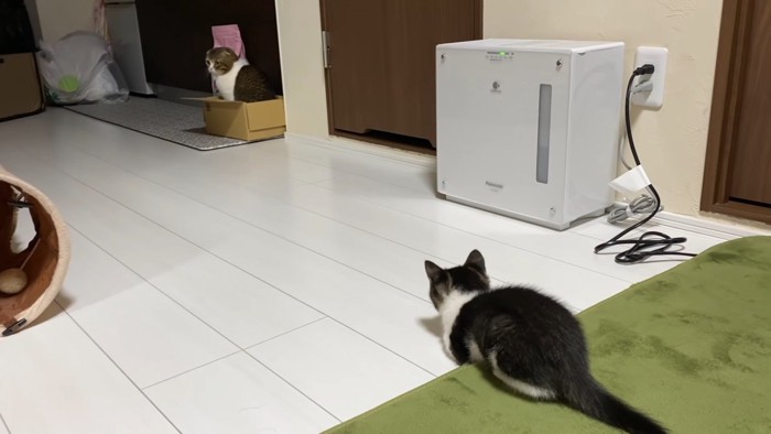 箱に入る猫と狙う子猫