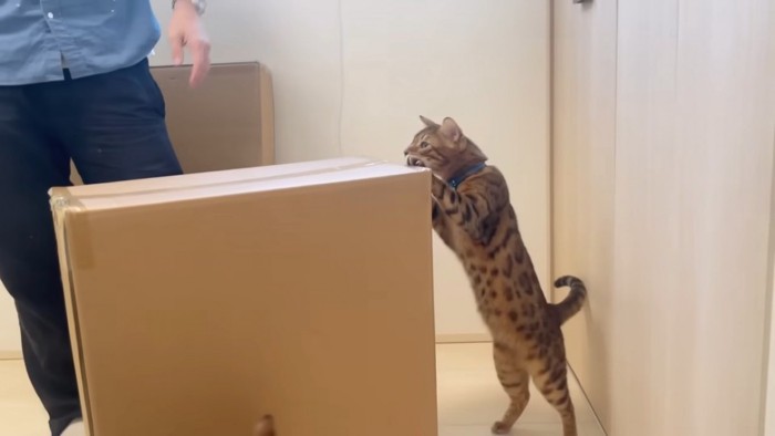 箱に前足をかけて立つ猫