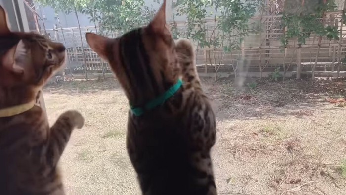 窓に前足を当てる猫