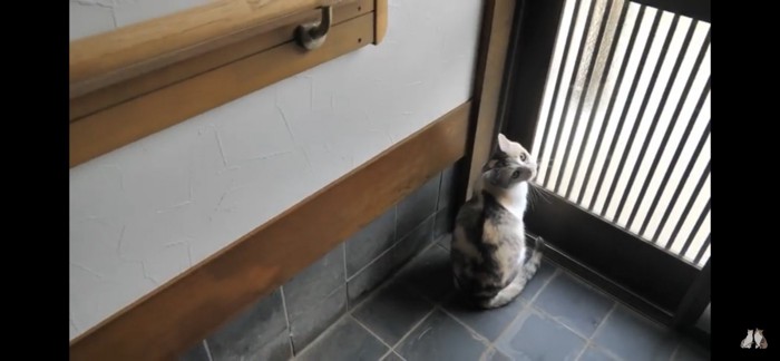 玄関で待つ猫