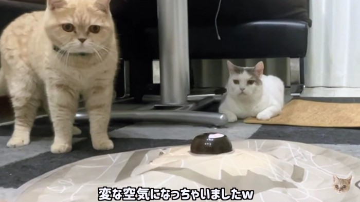 左に茶色い猫、右に白い猫