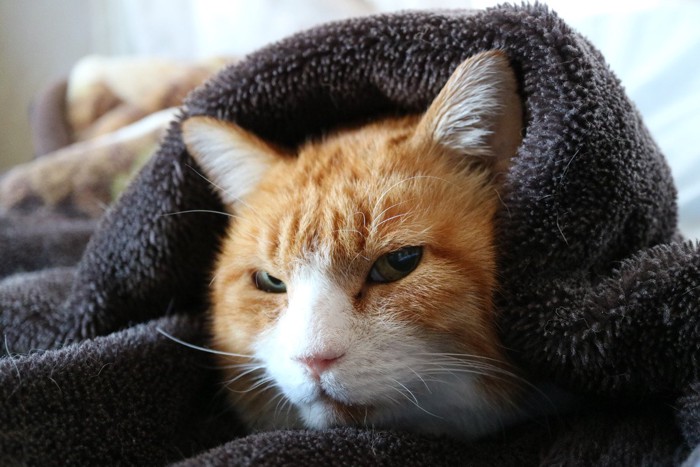 .布団の中で暖をとる猫