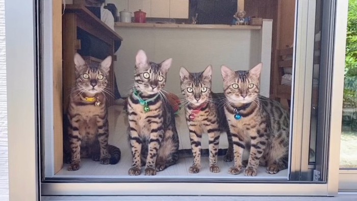 窓に並ぶ4匹の猫