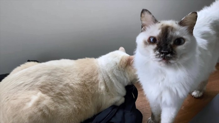 白い猫とカメラ目線の長毛猫
