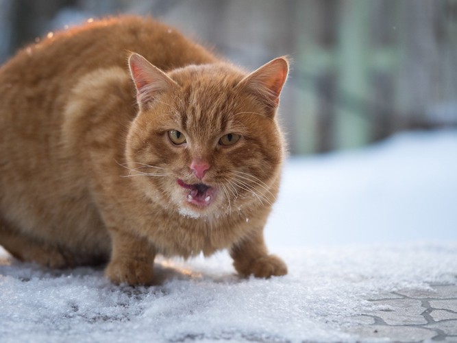 雪の上で舌なめずりをする茶トラ猫