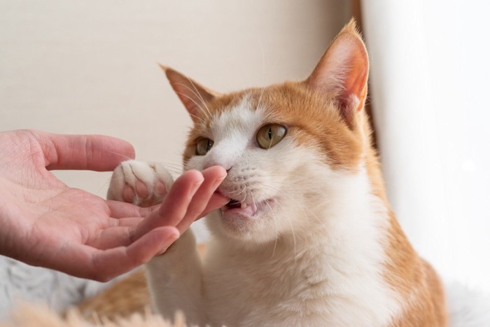 指を噛んでいる猫