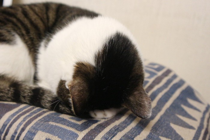 ごめん寝のポーズで寝ている猫