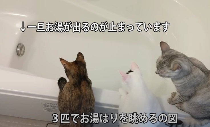 お湯はりを見る3匹の猫