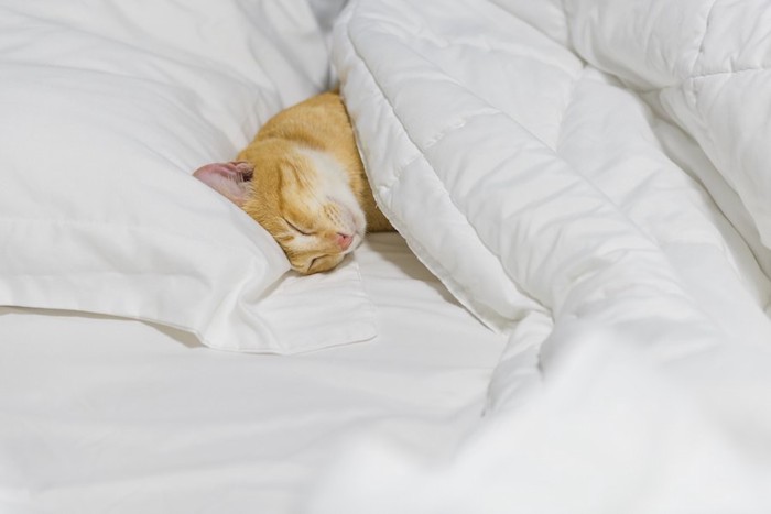 布団の中に入って眠る猫