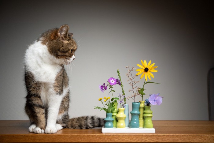 花瓶に入った花を見る座る猫
