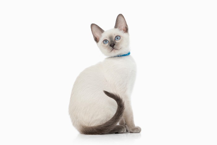 ブルーポイントの白い猫