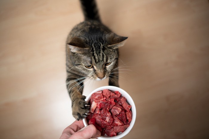 食器の生肉に手を伸ばす猫