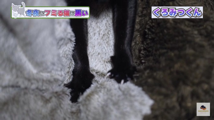 黒猫の前足