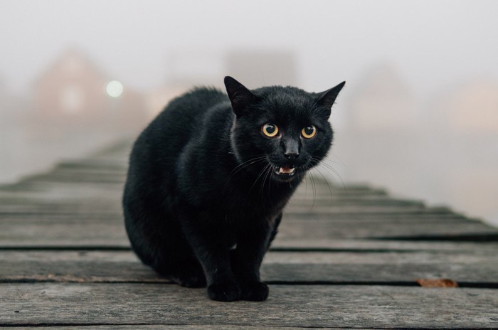 霧の中佇む黒猫