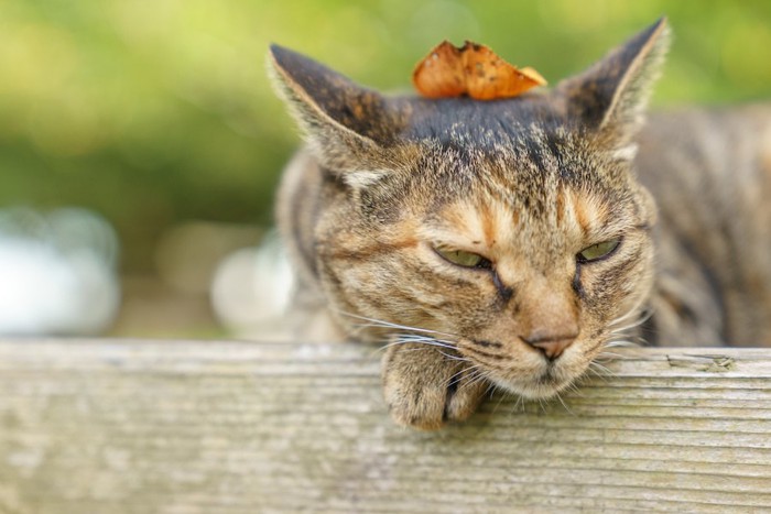 落ち葉を頭の上に乗せて眠そうな表情の猫
