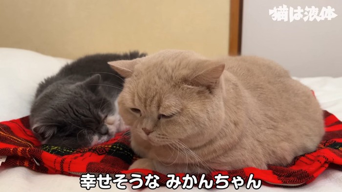 寝ている猫と茶色の猫