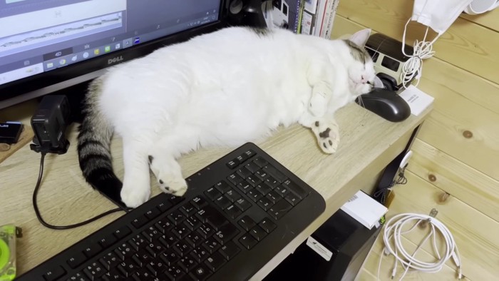 デスクの上で熟睡する猫