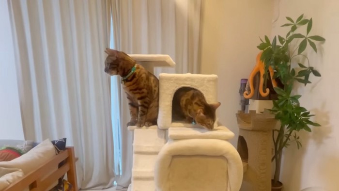 キャットタワーに乗る2匹の猫