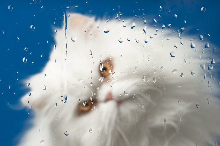 窓の雨を内側から眺める白い猫