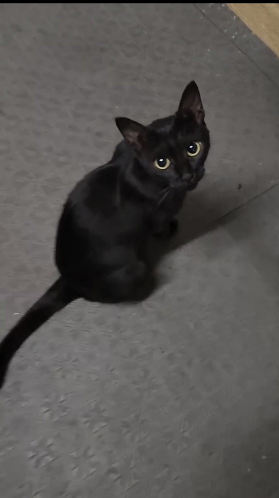 振り向いた黒猫