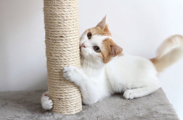 伽とタワーで遊ぶ猫