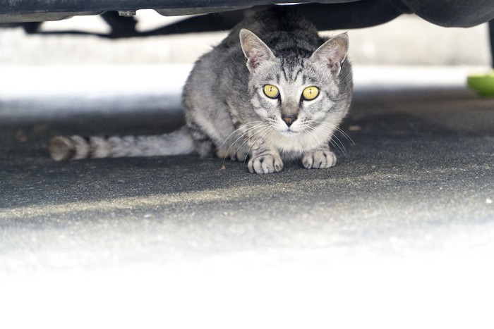 車の下に隠れて様子を伺う猫
