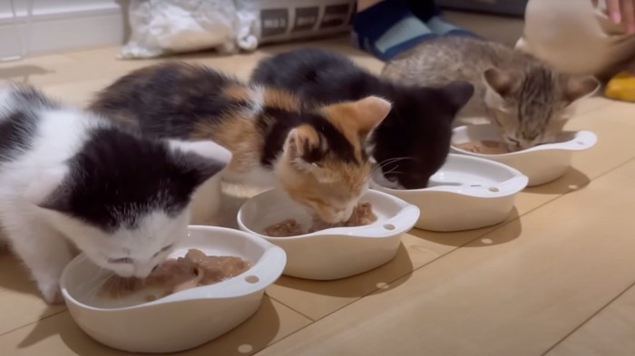 仲良くご飯を食べる猫たち