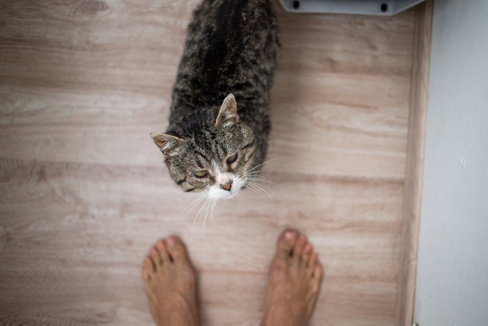 人の脚と猫
