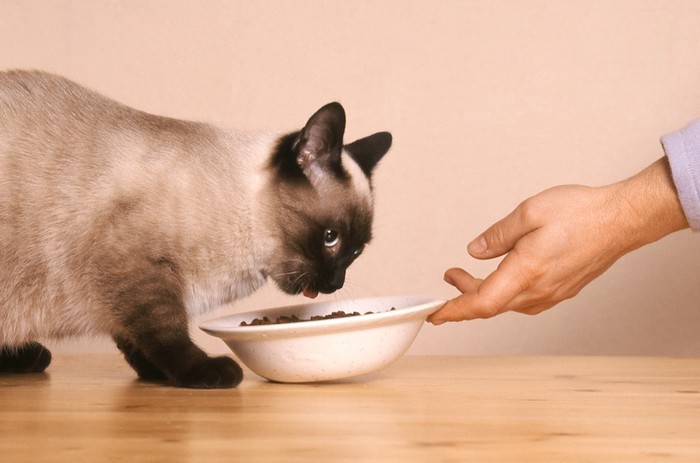 ご飯を食べる仔猫