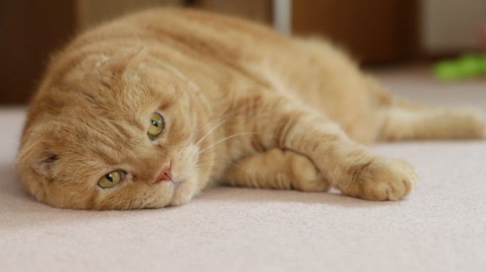横たわる茶色の猫