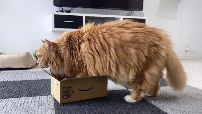 箱が小さすぎる茶色猫