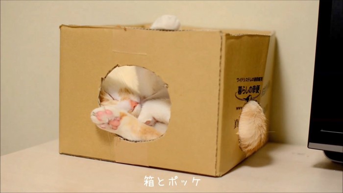 箱の穴から顔が見える猫