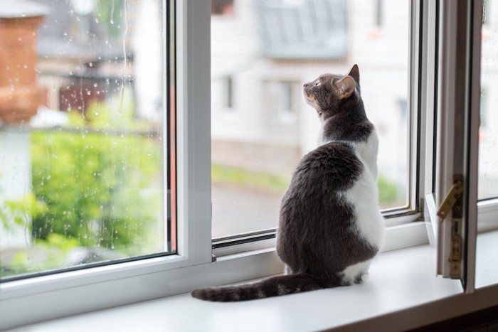 窓辺に座って外を見ている猫