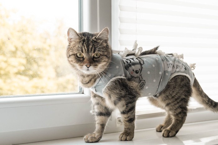 術後服を着る猫