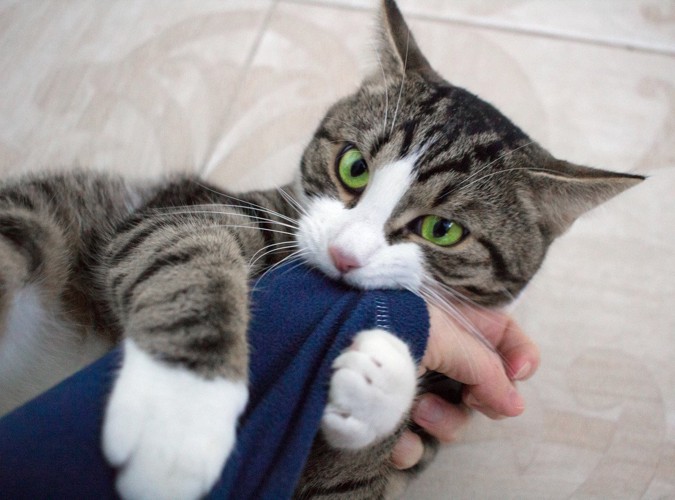 腕に抱きつき歯を立てる猫