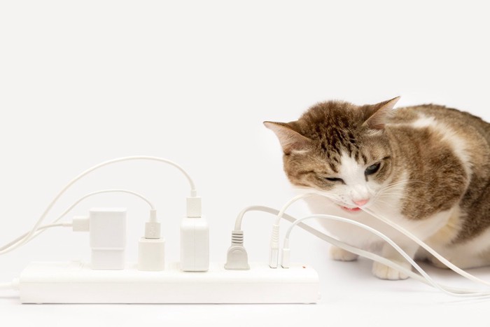電気コードを噛む猫