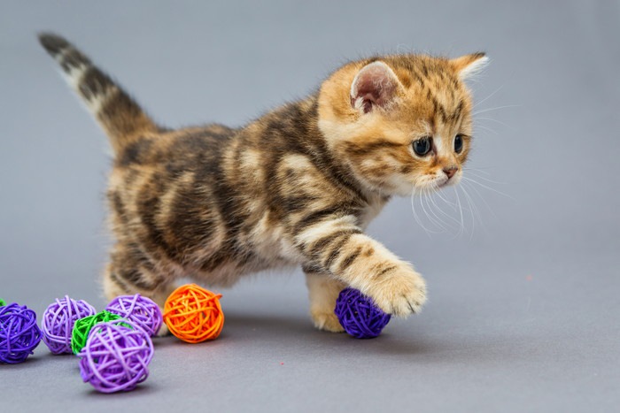 猫とボールのおもちゃ