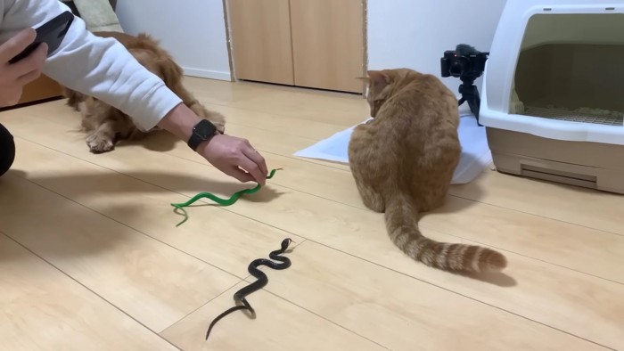 振り向いて、ヘビを見る猫