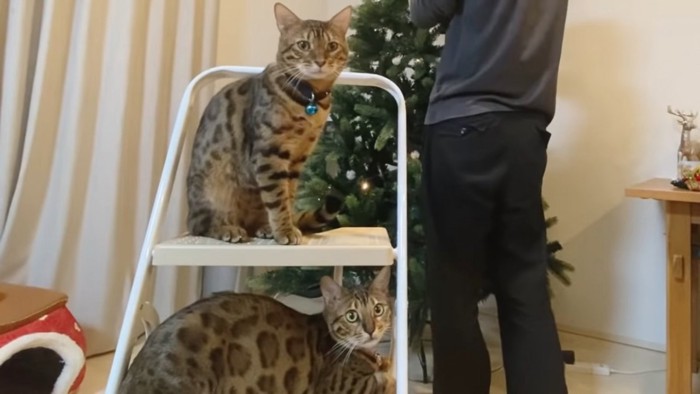 脚立に乗る2匹の猫